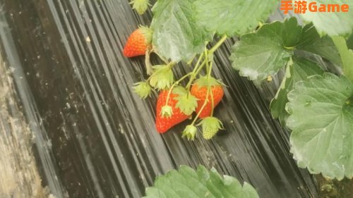 草莓视频在线观看入口