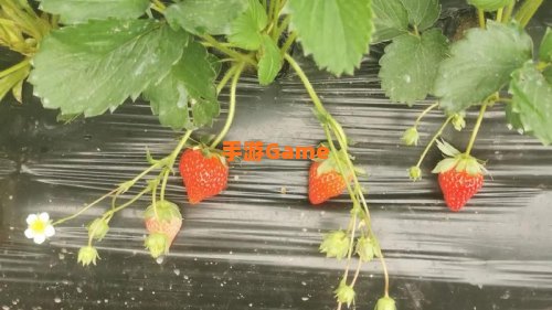 草莓视频在线观看入口