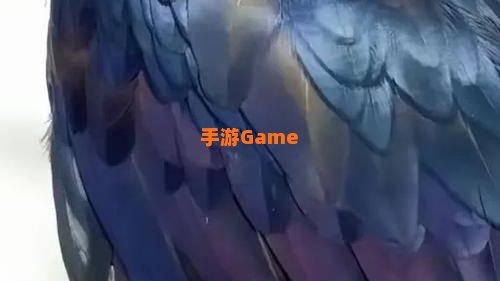 鸦人的羽毛