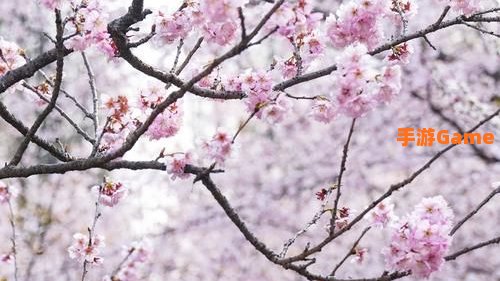 樱花官网官方进入入口网址