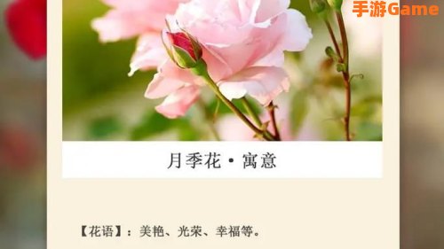 花语月