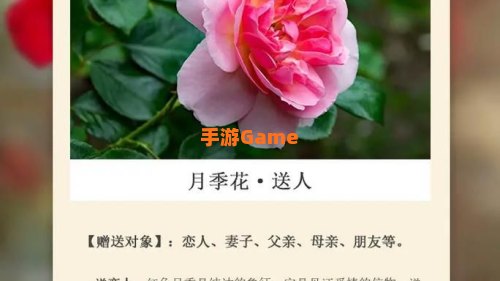 花语月
