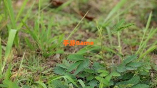 含羞草免费版在线